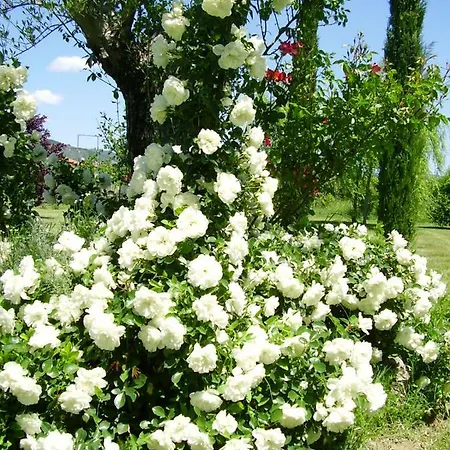 Agriturismo Rosa 农家乐